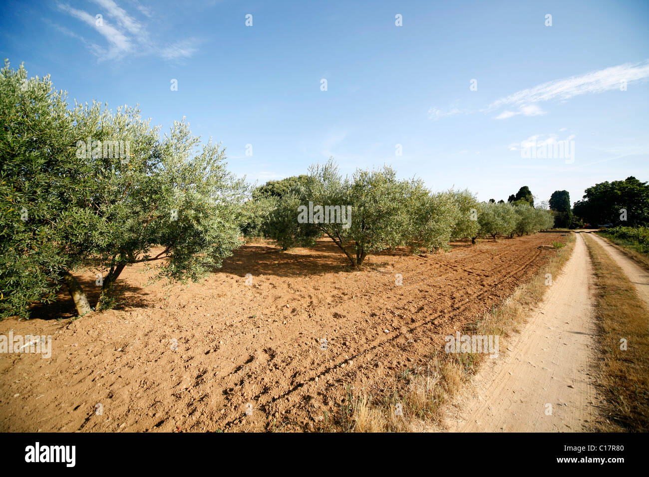 Olivenhain, Costa Brava, Katalonien, Spanien, Europa Stockfoto