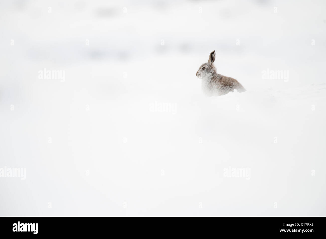 Schneehase (Lepus Timidus) im Wintermantel. Peak District, Derbyshire, UK Stockfoto