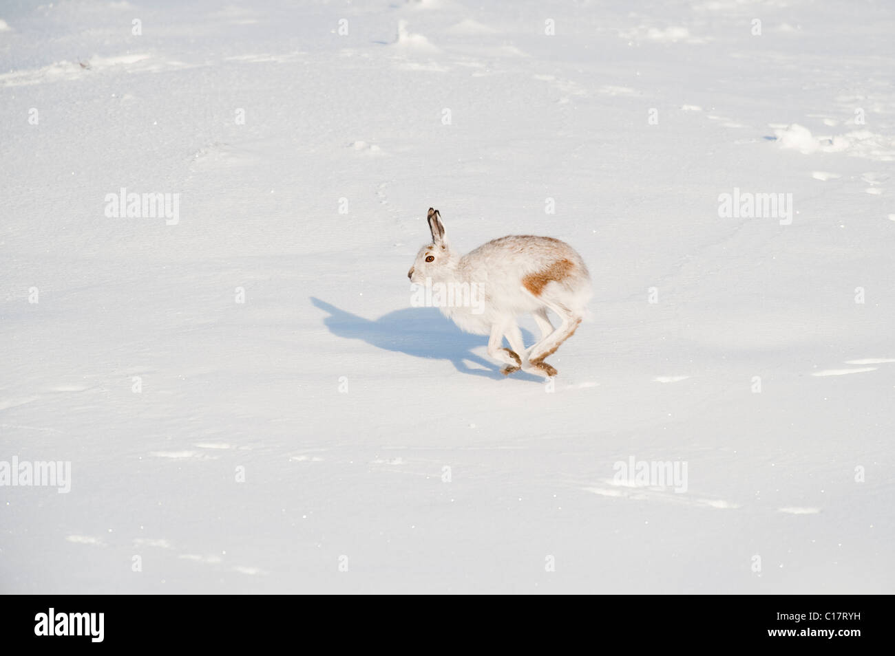 Schneehase (Lepus Timidus) im Wintermantel. Peak District, Derbyshire, UK Stockfoto