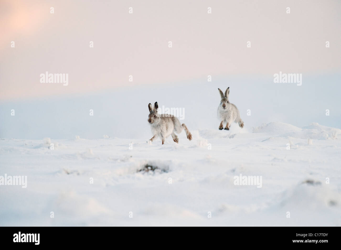 Schneehase (Lepus Timidus) im Wintermantel. Peak District, Derbyshire, UK Stockfoto
