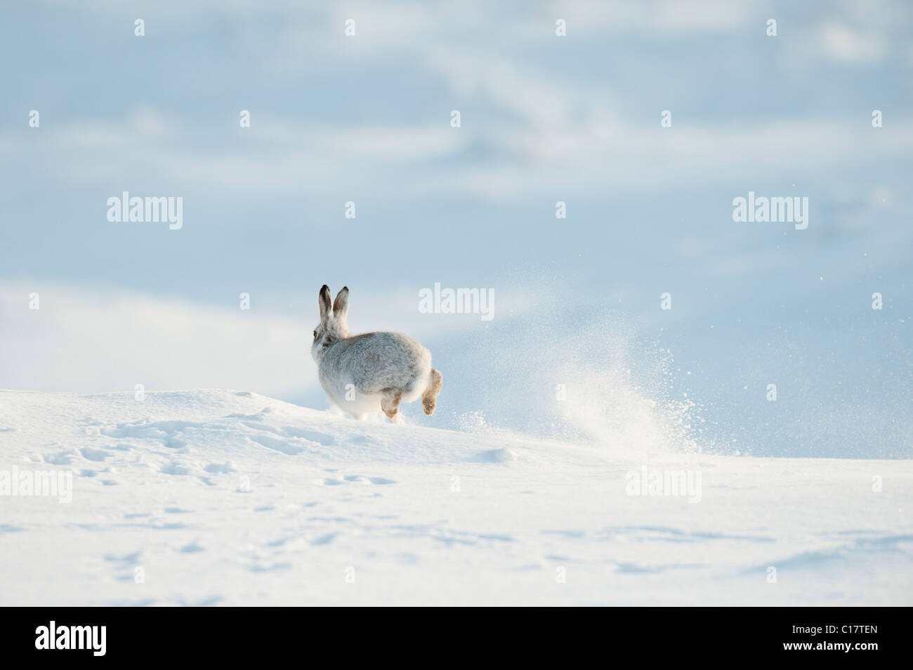 Schneehase (Lepus Timidus) im Wintermantel. Peak District, Derbyshire, UK Stockfoto