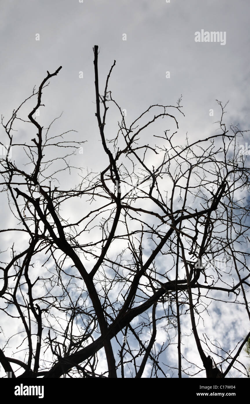Verworrenen Baum Zweige Silhouette und Bewölkung Winterhimmel. Stockfoto