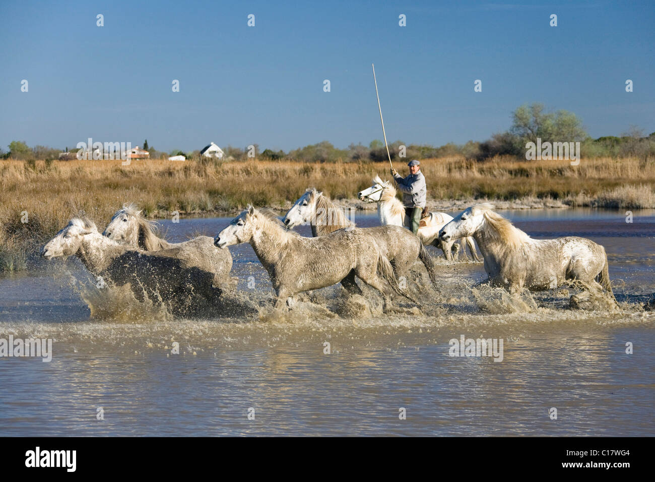 Camargue-Pferde und Wächter, Camargue, Südfrankreich, Europa Stockfoto