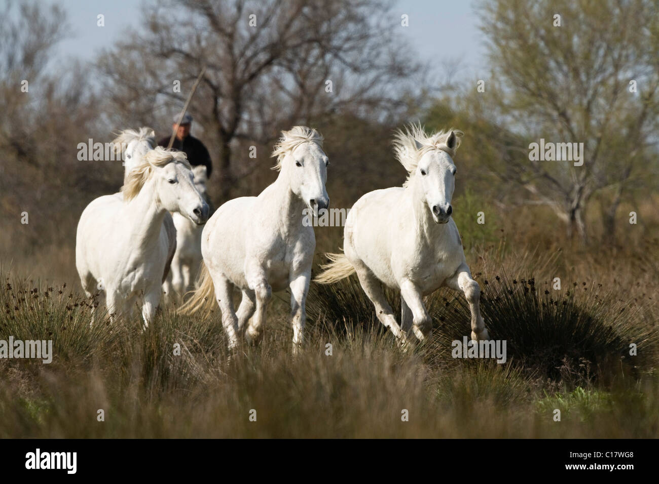 Camargue-Pferde mit Vormund, Camargue, Südfrankreich, Europa Stockfoto
