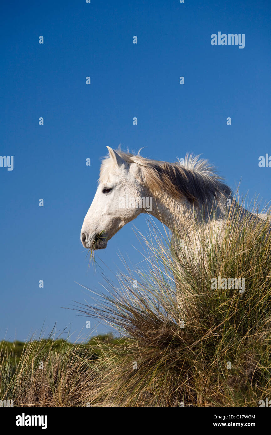 Camargue-Pferd füttern auf dem Rasen, Camargue, Südfrankreich, Europa Stockfoto
