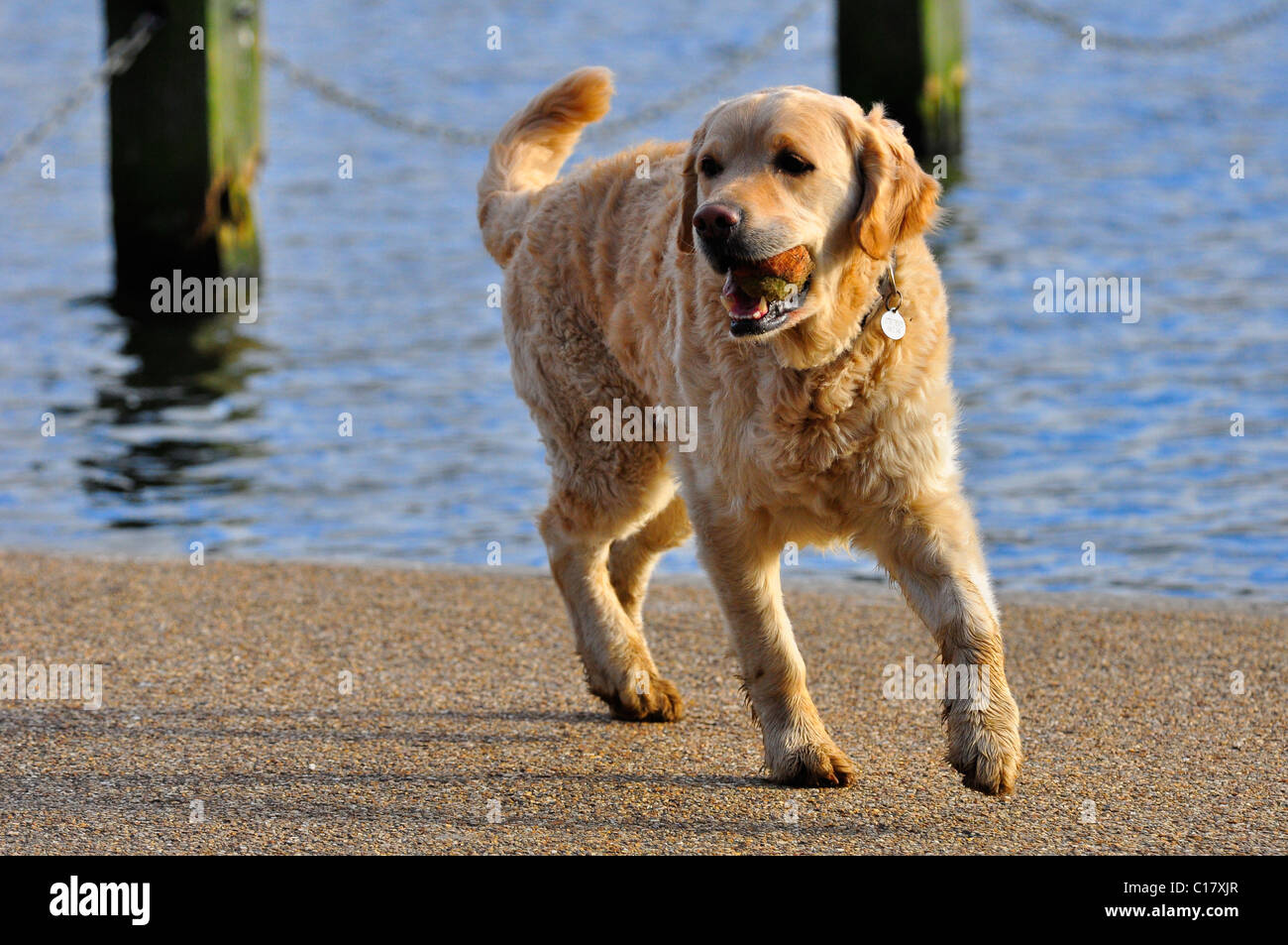 Ein Labrador Hund mit Ball im Mund am Hyde Park, London Stockfoto