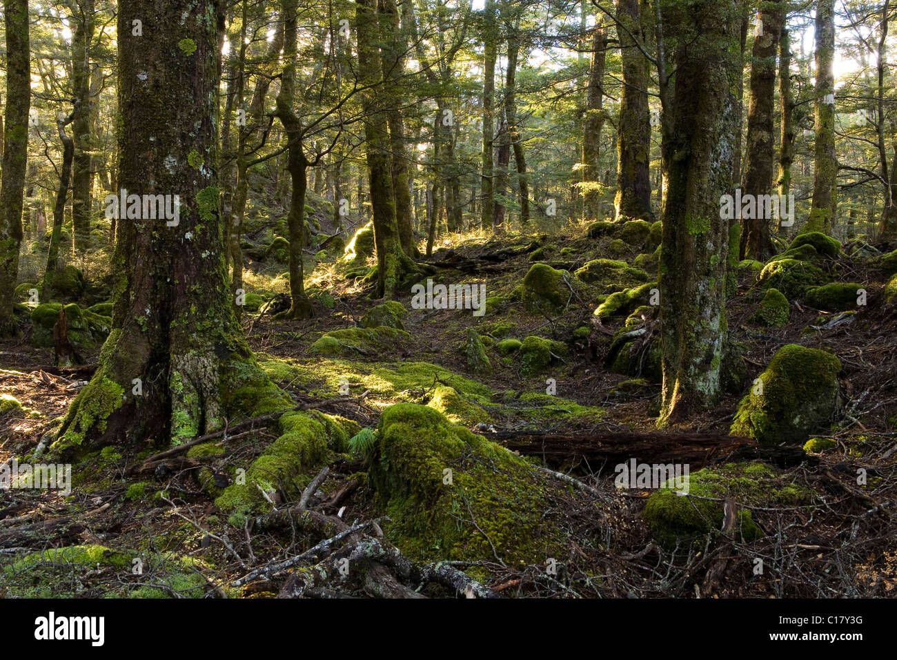 Sonnenstrahlen in einem mystischen Wald Routeburn Road, Otago, Südinsel, Neuseeland Stockfoto