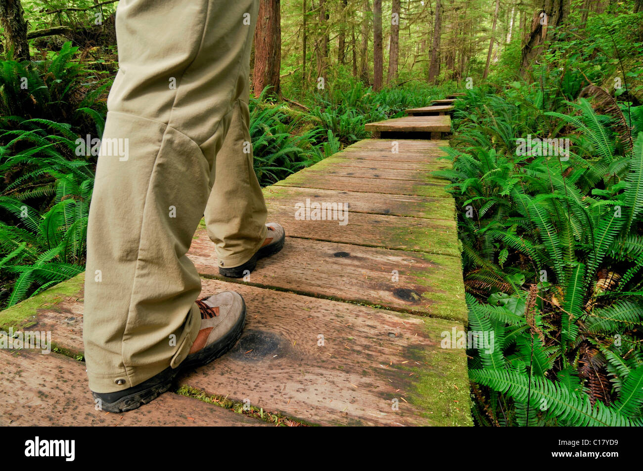 Ein Wanderer auf Weg Tischbeine, Holzplanken, was durch den Regenwald zu Sand Point, Olympic Nationalpark, Washington Stockfoto