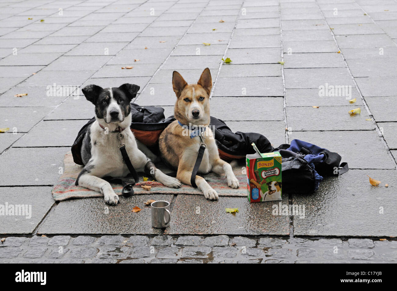 Hunde, die Zugehörigkeit zu einem Obdachlosen in der Nähe von Hauptbahnhof Bremen, Freie Hansestadt Stadt Bremen, Deutschland, Europa Stockfoto