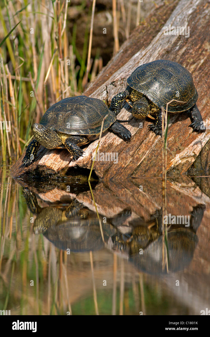 59+ Sumpfschildkröten Im Teich, Wann wassershcildkröte im teich