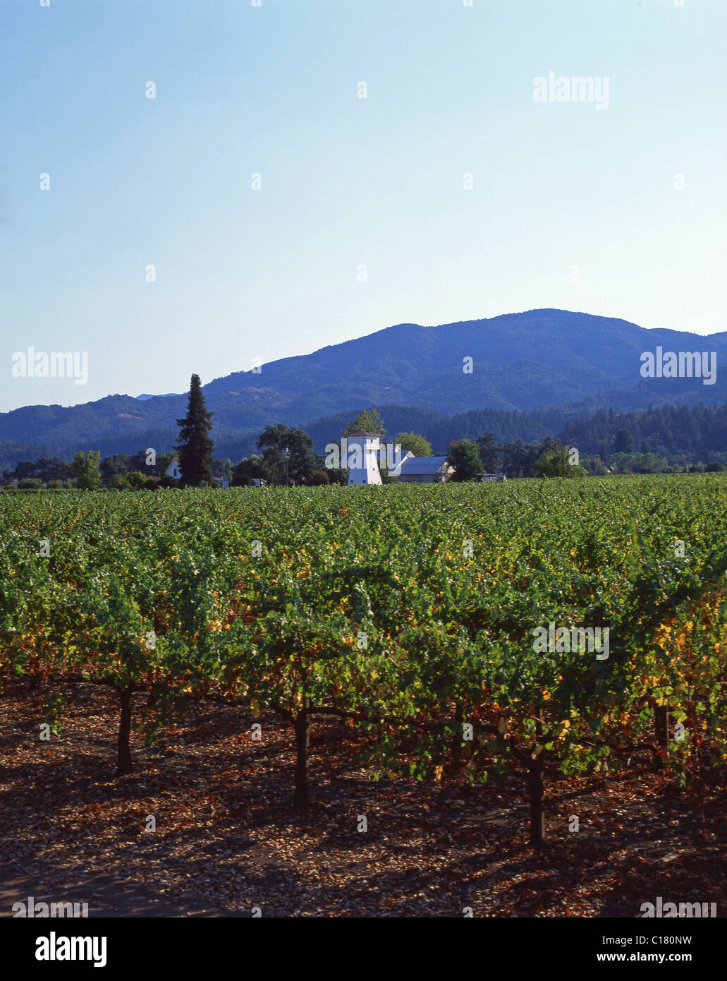 Whitehall Lane Winery, Napa Valley, St. Helena, California, Vereinigte Staaten von Amerika Stockfoto