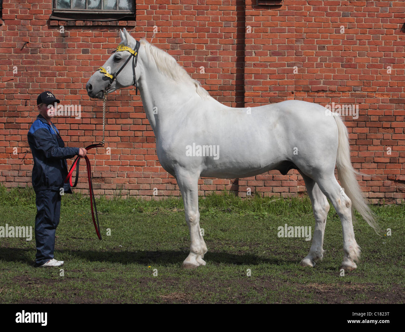 Orlow Traber Portrait - Hintergrund ist Graf Woronzow-Dashkov Estate, Novotomnikovo Stud, Russland Stockfoto