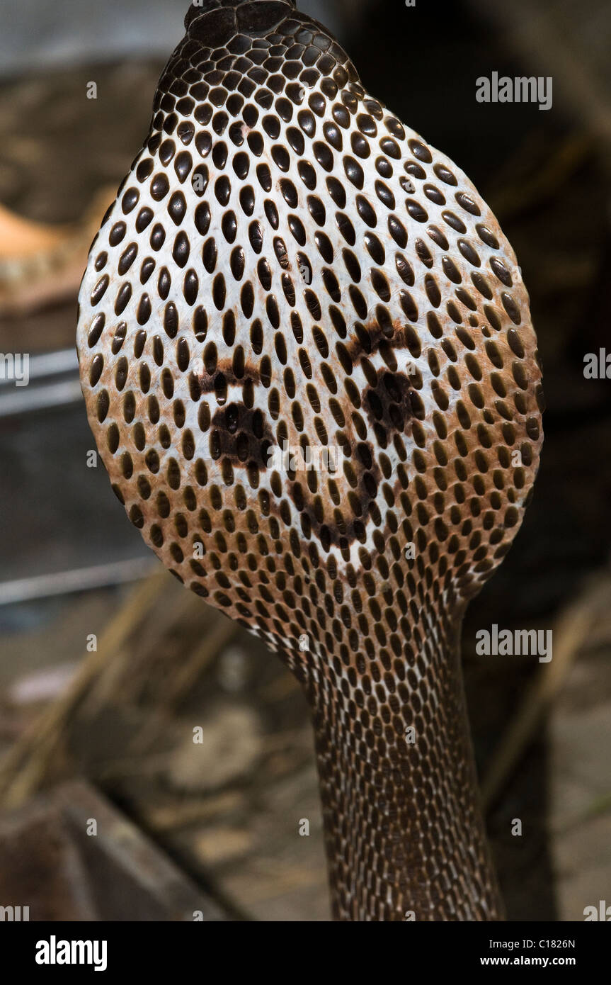 Eine Nahaufnahme am Kopf einer Kobra Schlange. Stockfoto