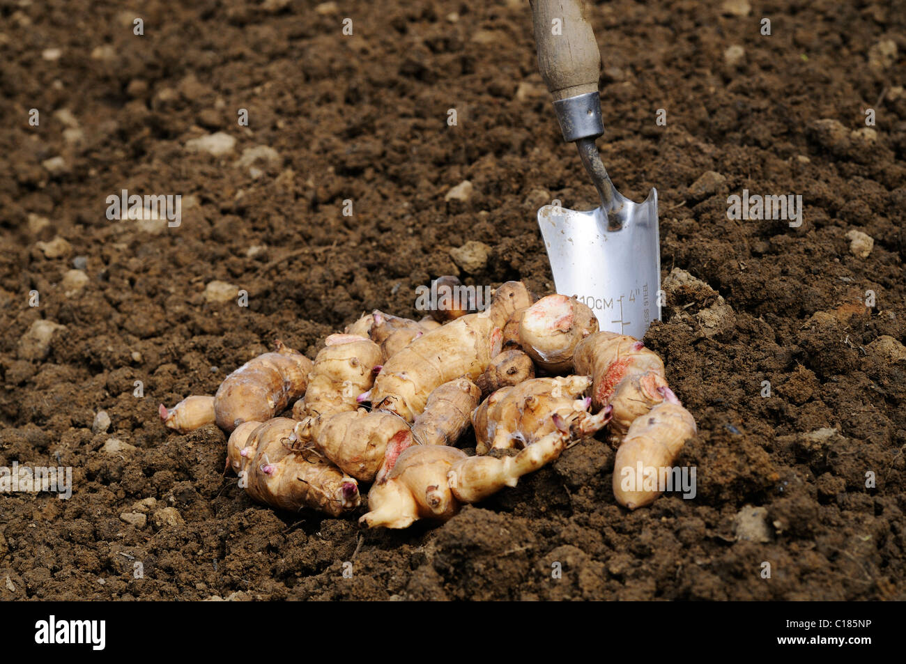 Stock Foto von Topinambur Knollen im Boden für die Bepflanzung bereit liegen. Stockfoto