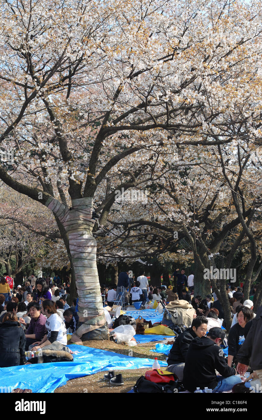 Tokyo, Japan - 5. April 2008: traditionell jedes Jahr kommen viele Menschen nach Kirschblüten im Yoyogi Park feiern Stockfoto