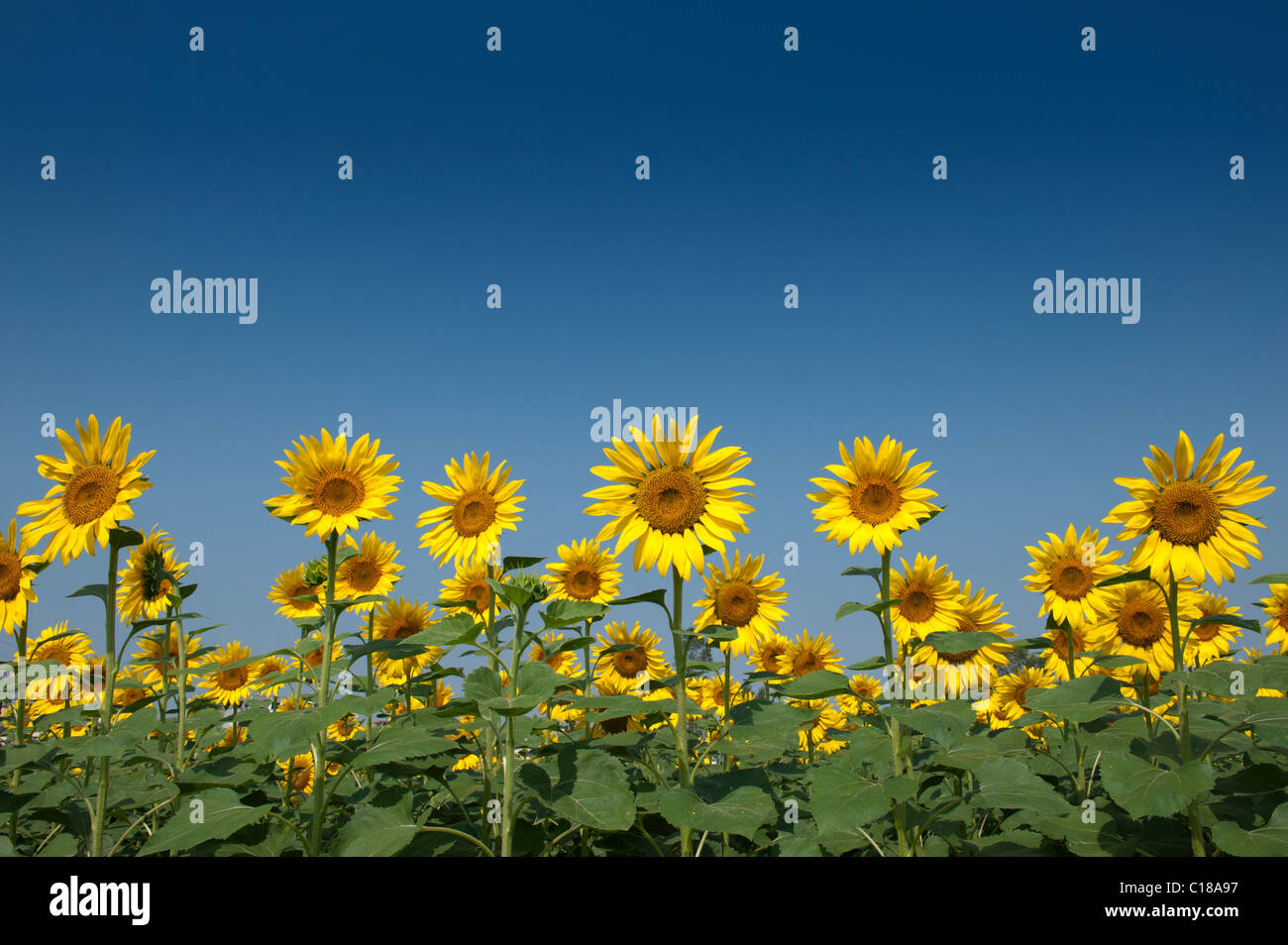 Anbau von Sonnenblumen in der indischen Landschaft, Andhra Pradesh, Indien Stockfoto