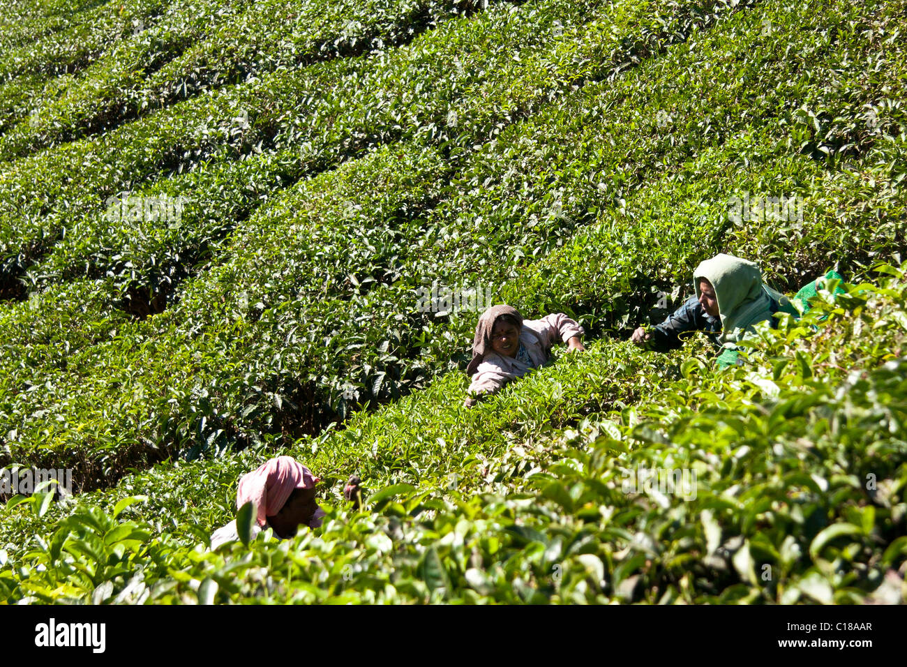 Frauen arbeiten bei den Teeplantagen in Kerala Stockfoto