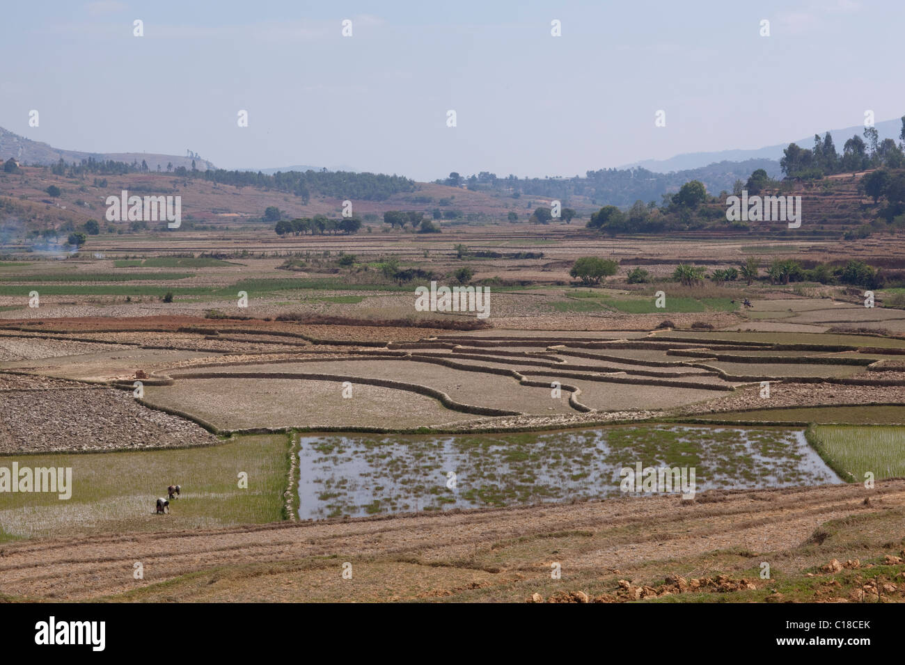 Flusstal und Flood plain verwaltet für Reis (Oryza Sativa), Ernte Anbau. Süden Madagaskars. Stockfoto