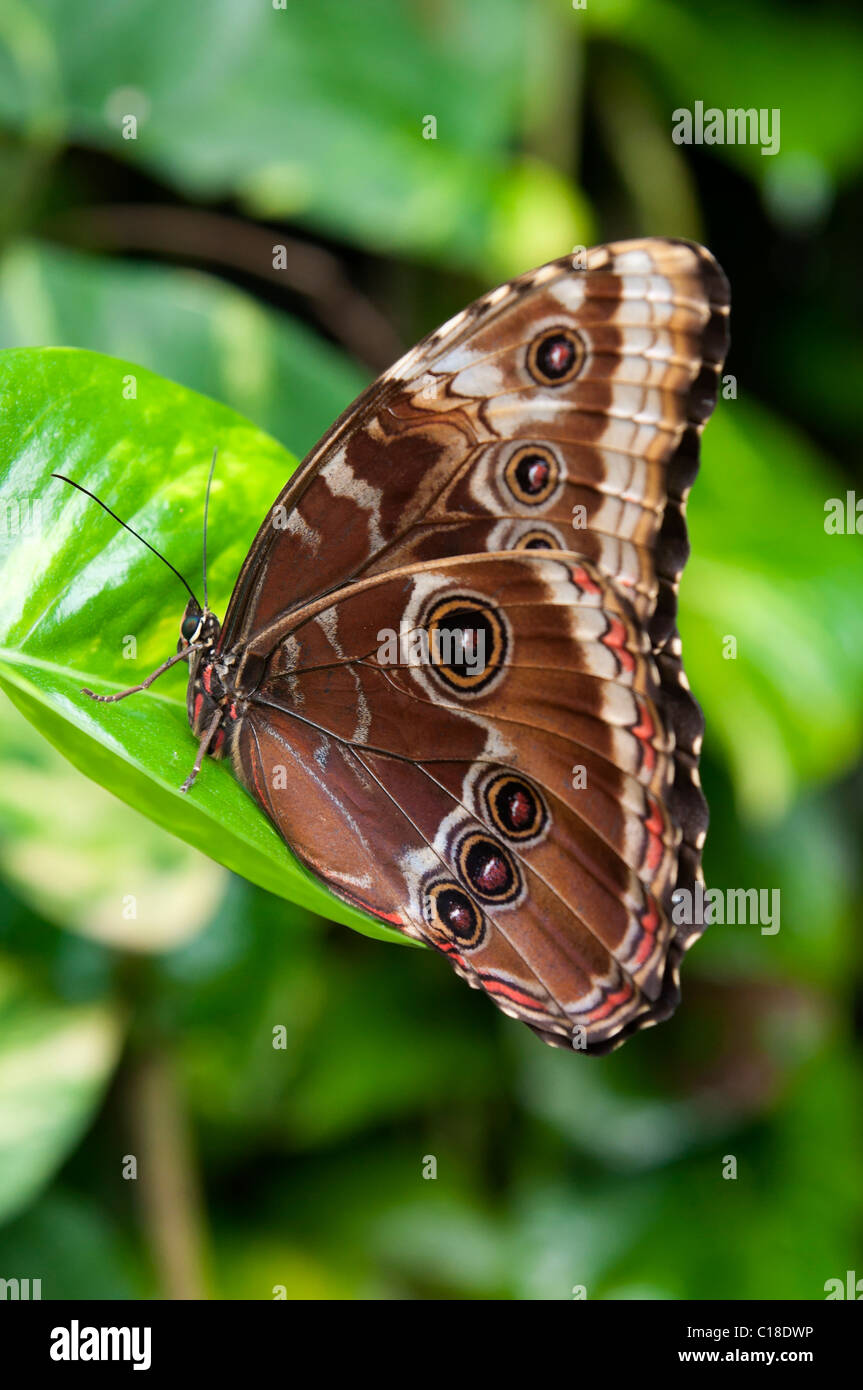 Brauner Schmetterling auf einem grünen Blatt Stockfoto