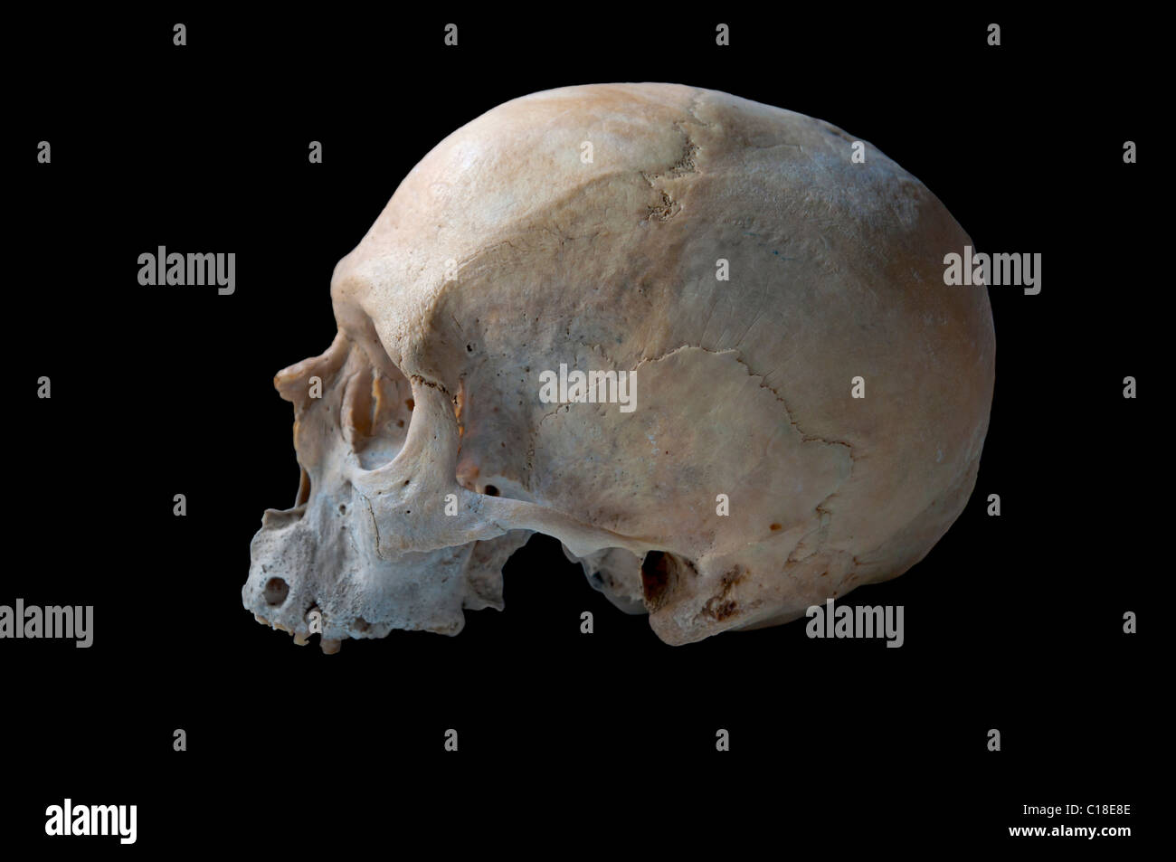 authentischen menschlichen Schädel in der linken Ansicht in schwarzem Hintergrund isoliert Stockfoto