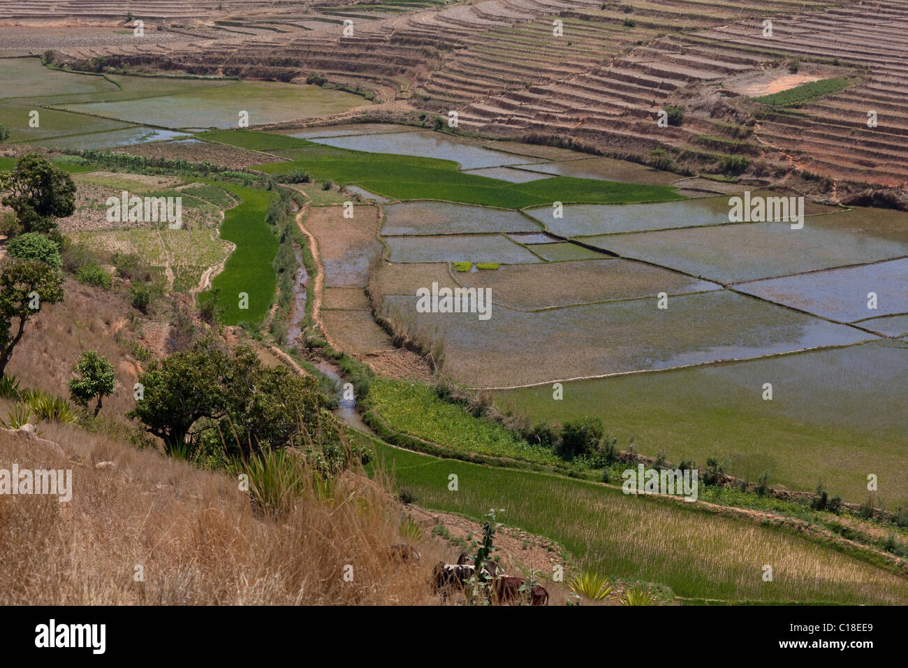 Tal des Flusses geschafft für Reis (Oryza Sativa), Anbau. Süden Madagaskars. Stockfoto