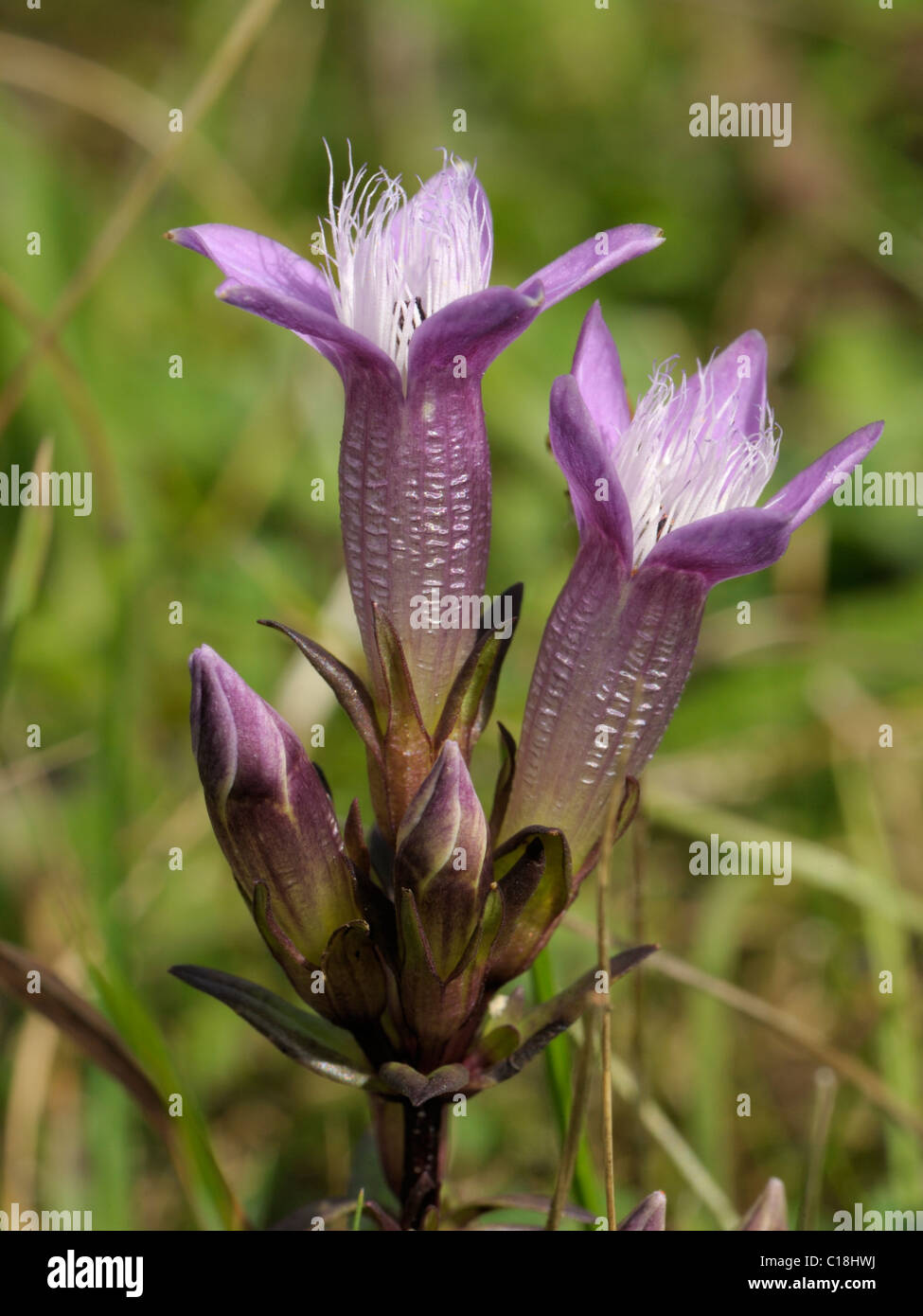 Chiltern Enzian, Gentianella germanica Stockfoto