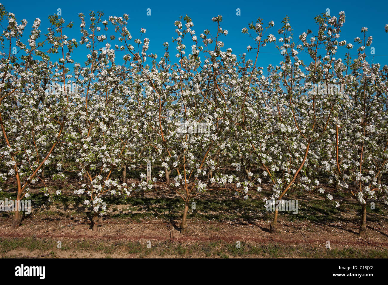 Birnbäume mit Blumen. LLeida, Spanien. Stockfoto