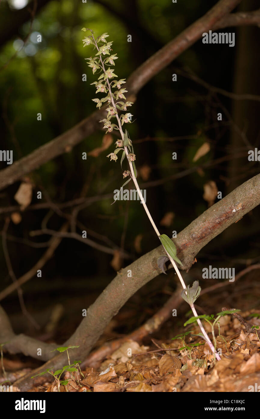 Violette Helleborine, Epipactis purpurata Stockfoto