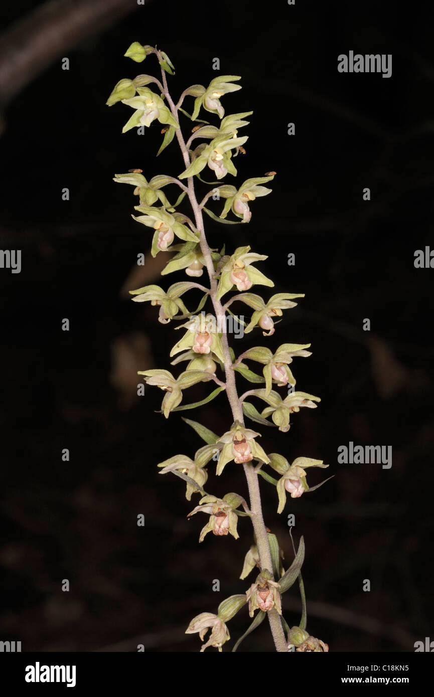 Violette Helleborine, Epipactis purpurata Stockfoto