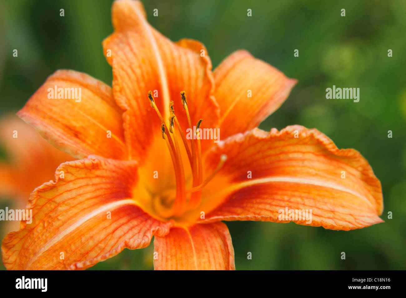Blume Hemerocallis fulva Stockfoto