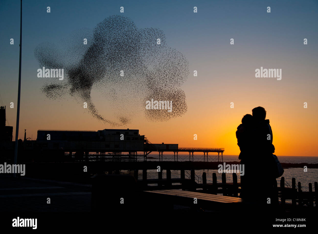 Romantische Pärchen beobachten eine Herde von Stare Schlafplatz bei Sonnenuntergang über die Pier in Aberystwyth Wales UK Stockfoto