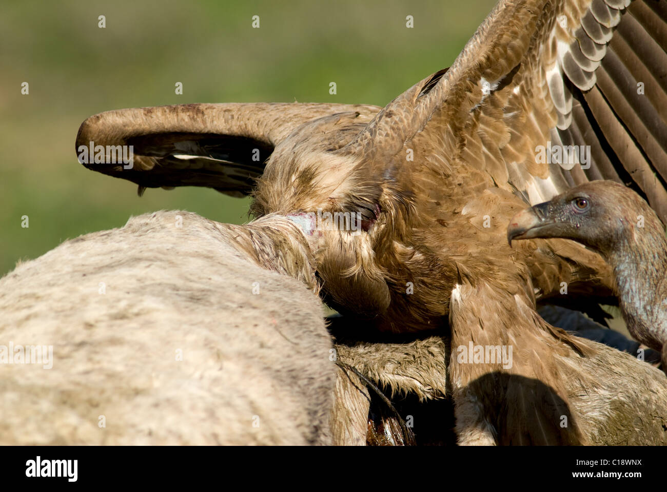 Gänsegeier mit Kopf in Kadaver Pferd füttern Stockfoto