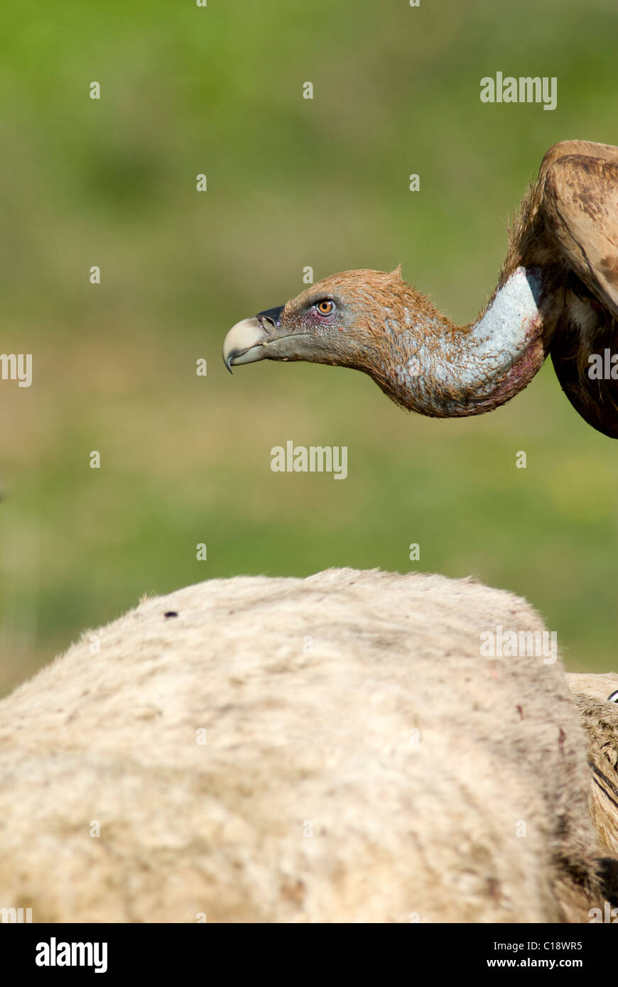 Griffon Vulture stehend auf Kadaver von weißen Pferd warten auf Futter Stockfoto