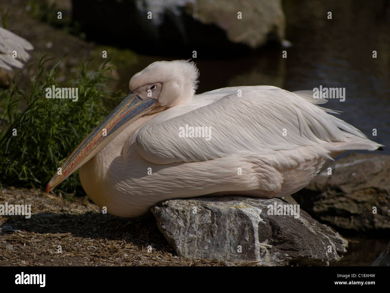 Ein rosa Pelikan im Zoo von Amsterdam. Stockfoto