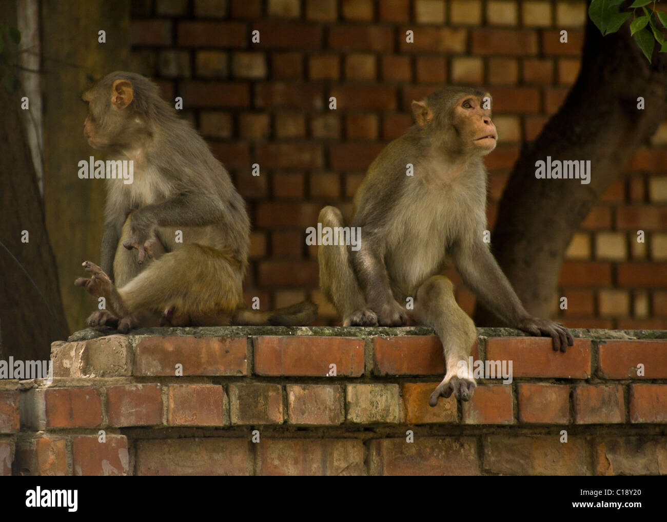 Zwei Affen sitzen auf einer Wand in einem Wohngebiet in einer Stadt in Indien Stockfoto