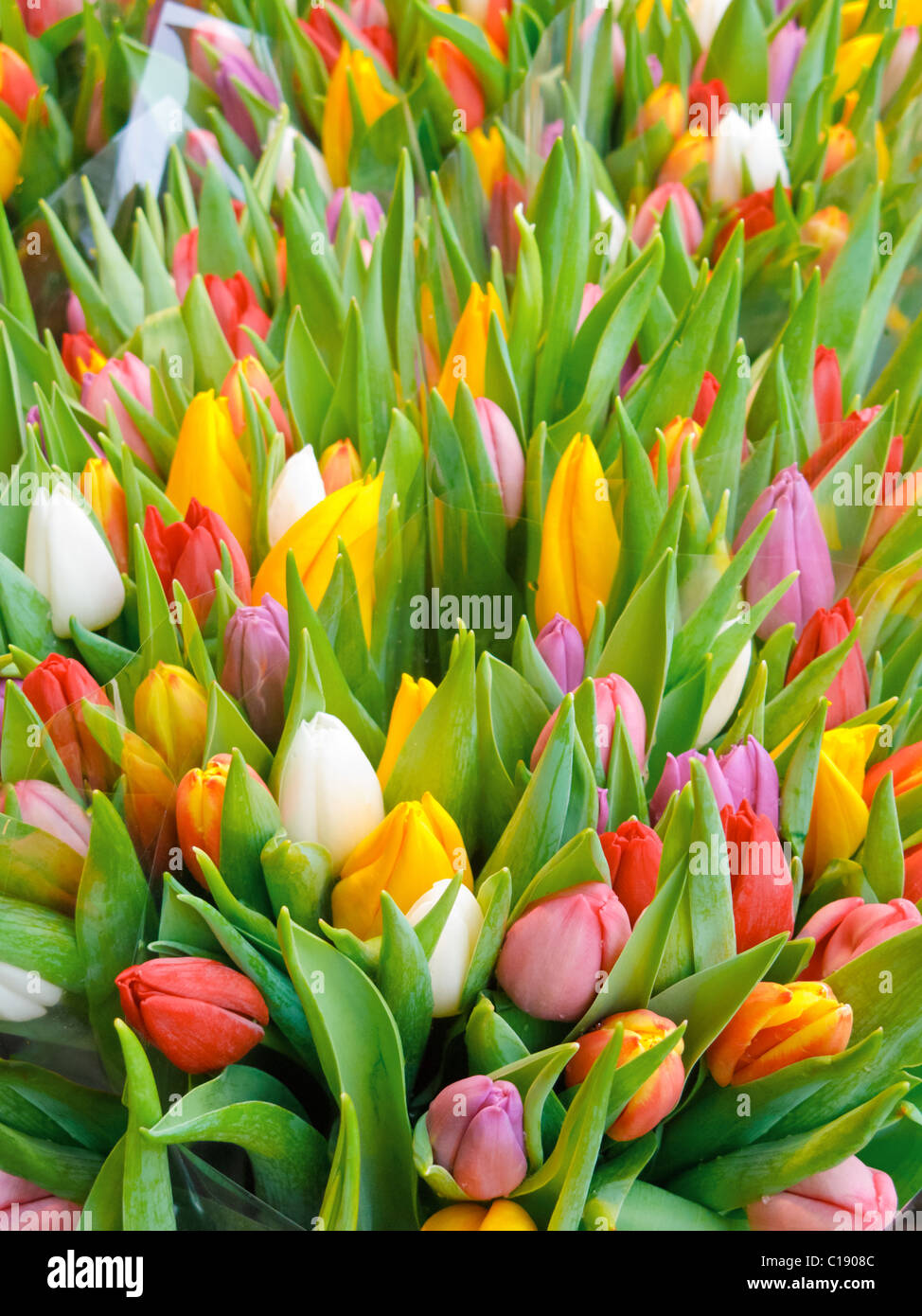 Die Trauben der Tulpen zum Verkauf an der berühmten Bloemenmarket in Amsterdam. Stockfoto
