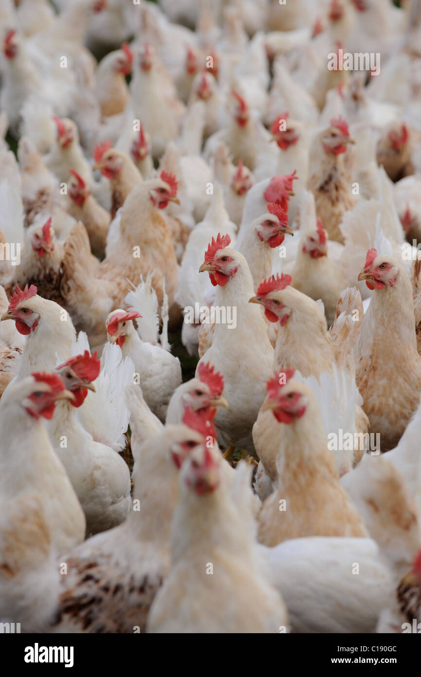 Hühner, Geflügel, auf Freilandhaltung Hühnerfarm Stockfoto