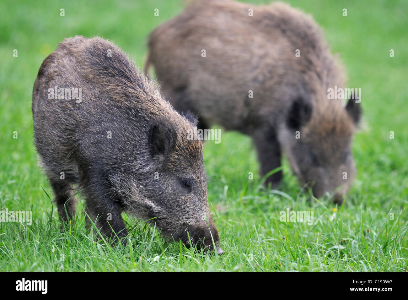 Eber, Wildschweine (Sus Scrofa), die auf der Suche nach Nahrung Stockfoto