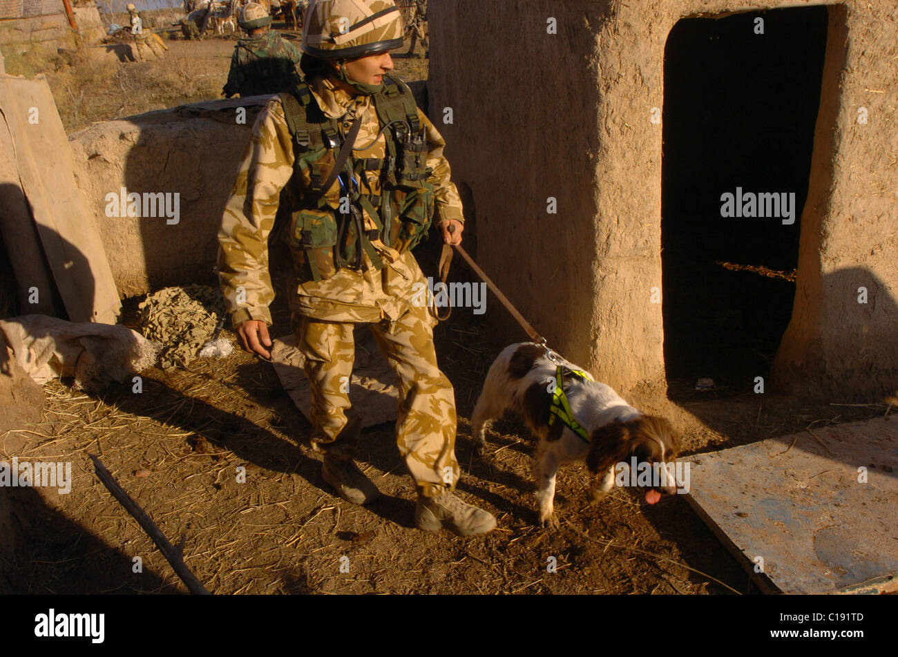 Ausgebildet zu erschnüffeln explosive Ordnance oder Stop Eindringlinge auf einem Sockel, der Militärhunde in Afghanistan eingesetzt häufig lassen sich die Stockfoto