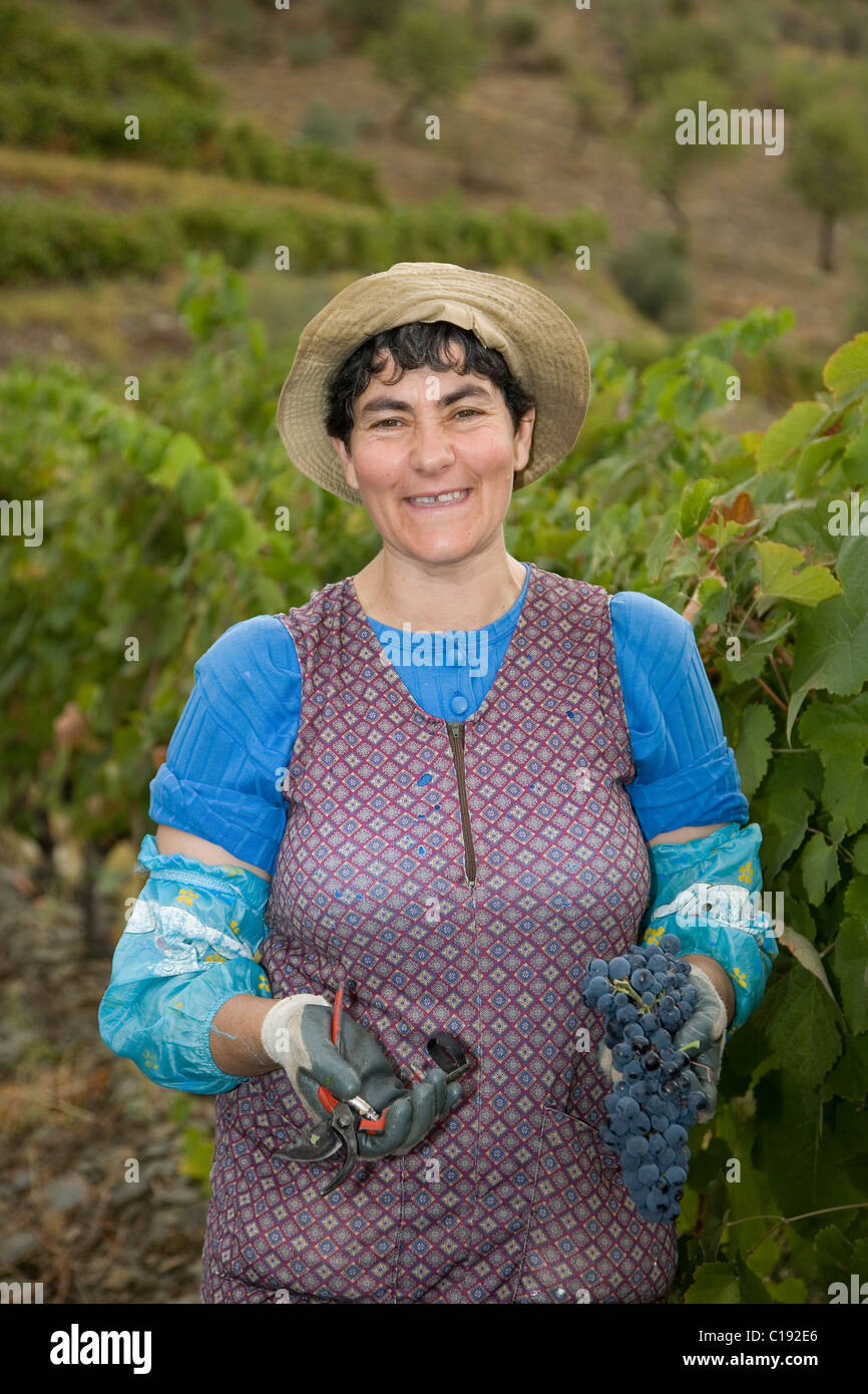 Frau, die Ernte der Trauben auf dem Weingut Quinta de Calabria, Anbau von Trauben Touriga Francesa, Zugehörigkeit zu dem Önologen Stockfoto