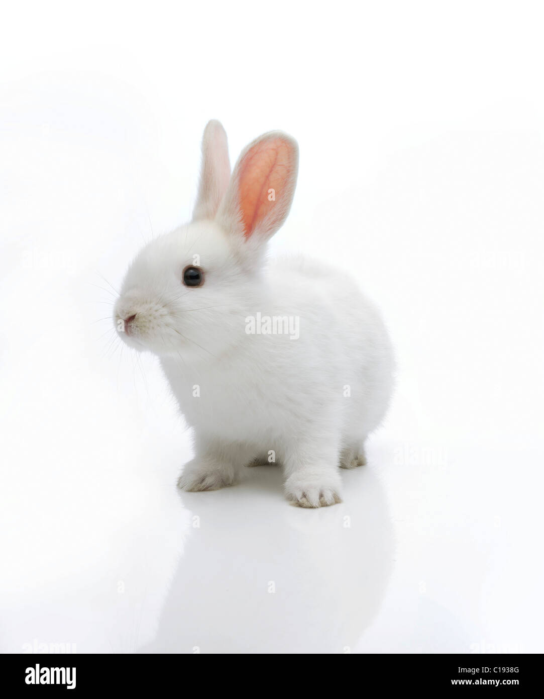 Weißes Kaninchen Stockfoto