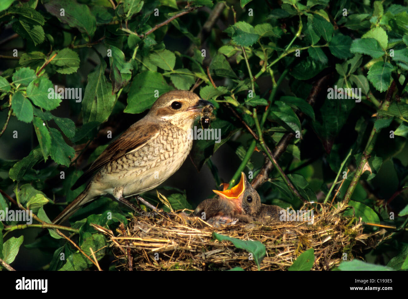 jungvögel im nest 4 buchstaben