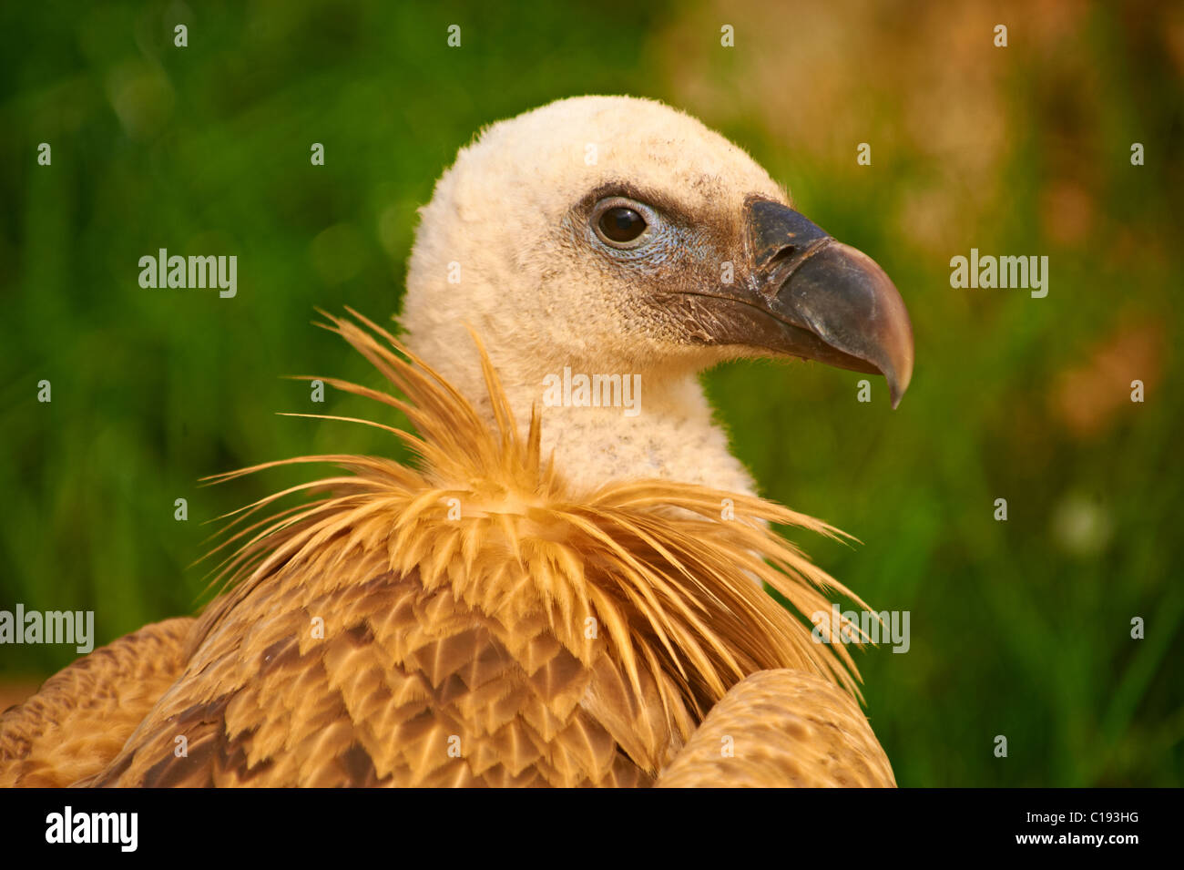 Euracian Gänsegeier (abgeschottet Fulvus), einheimische Vögel der Insel Cres, Beli, Insel Cres, Kroatien Stockfoto