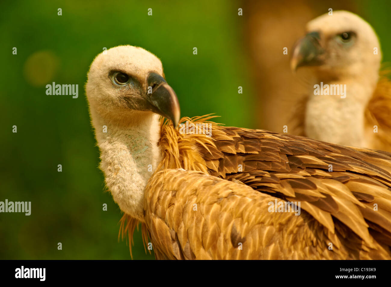 Euracian Gänsegeier (abgeschottet Fulvus), einheimische Vögel der Insel Cres, Beli, Insel Cres, Kroatien Stockfoto