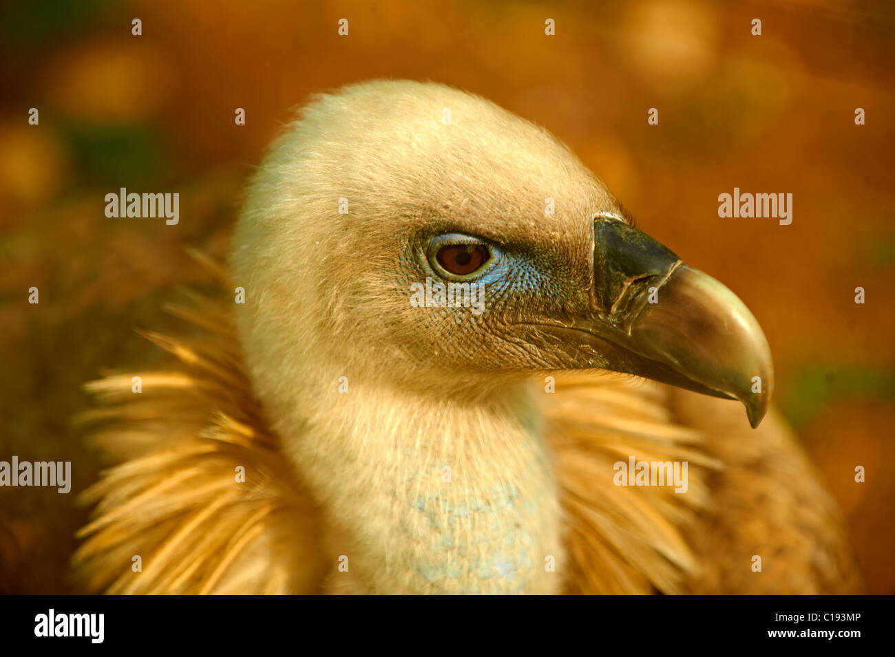 Euracian Gänsegeier (abgeschottet Fulvus), einheimische Vögel der Insel Cres, Beli, Insel Cres, Kroatien Stockfoto