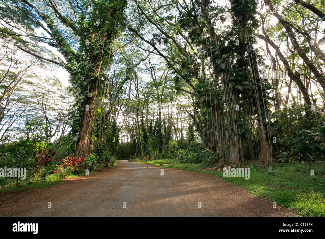 Bäume in den Lava Tree State Park, Big Island, Hawaii, Hawaii, USA Stockfoto