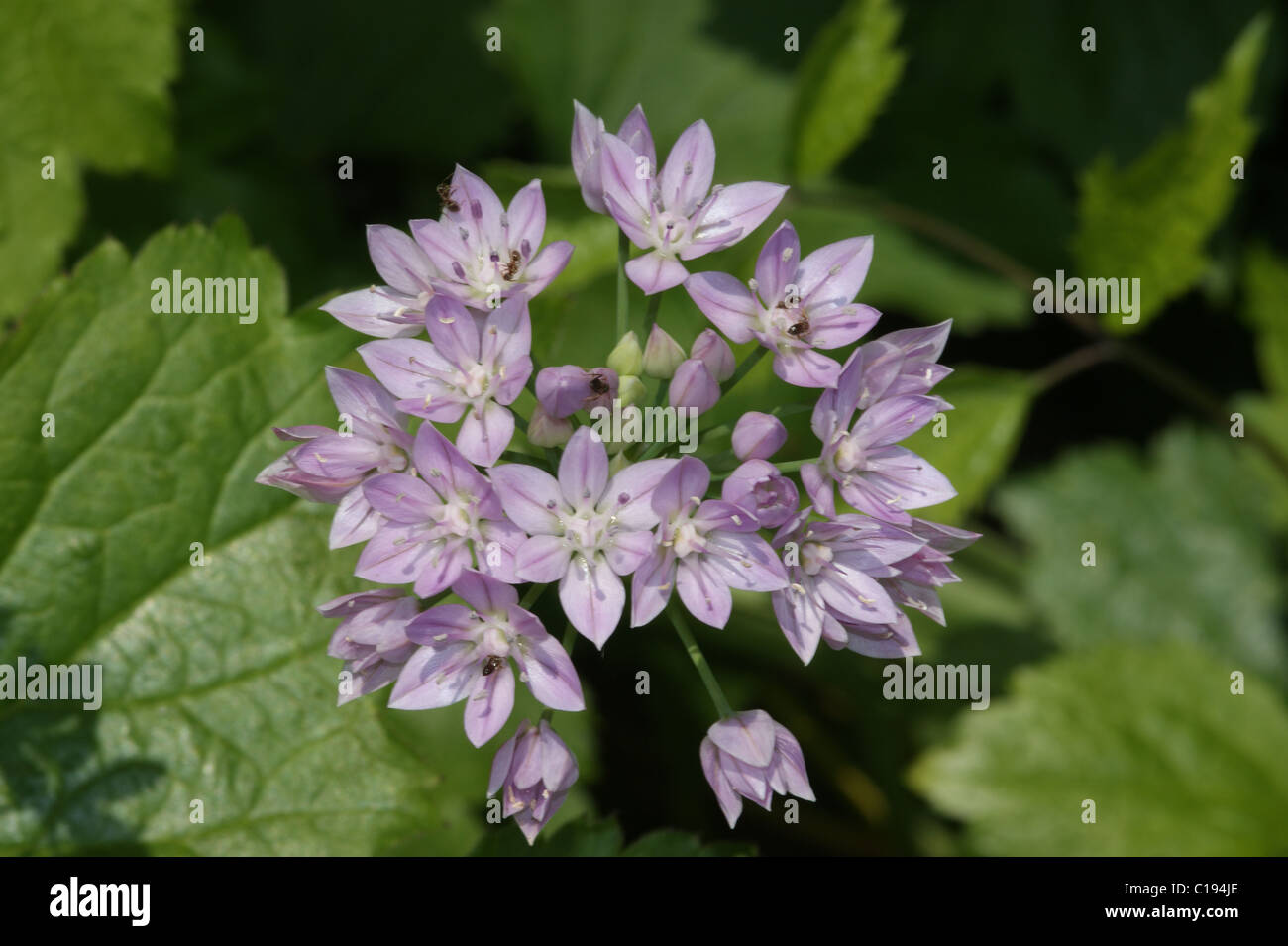 Allium unifolium Stockfoto