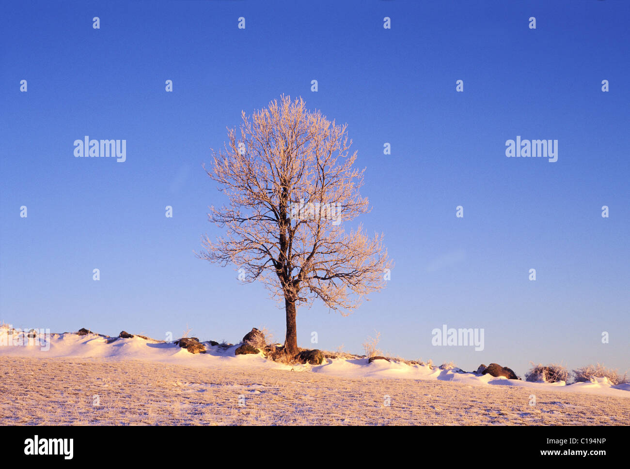 Frankreich, Puy de Dome, entfernten Baum unter dem Schnee Stockfoto