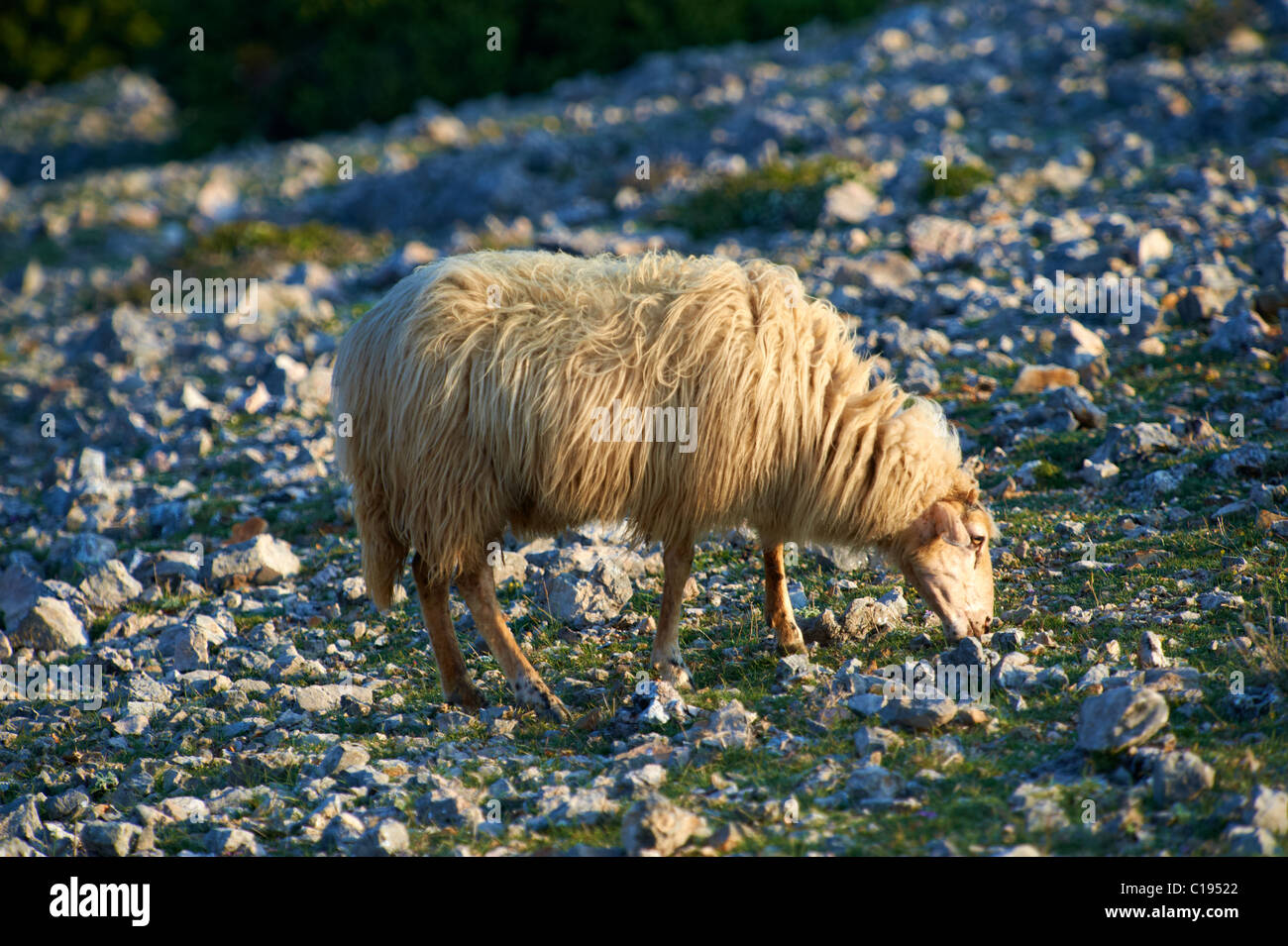 Schafe grasen auf den steinigen Hügeln der Insel Cres, Kroatien Stockfoto