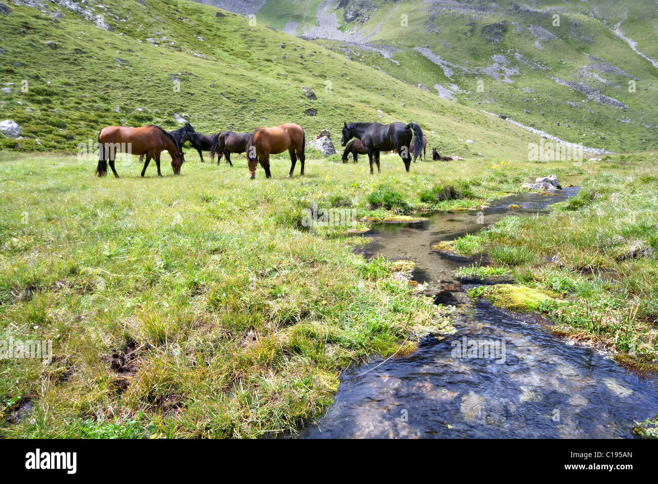 Pferde auf der Wiese in der Nähe von Bach, Kaukasus-Gebirge. Elbrus-Bereich. Kabardino-Balkarien. Stockfoto